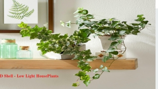 Low Light Houseplants
