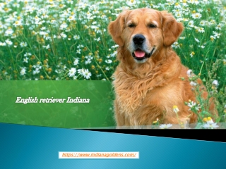 English retriever Indiana for sale - Indiana Goldens