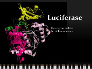 Luciferase