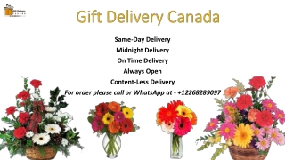 Buy Online Gerberas Flower Delivery in Canada | Gift Delivery Canada | Free Ship