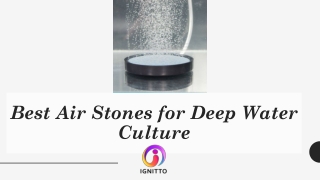 Best Air Stones for Deep Water Culture