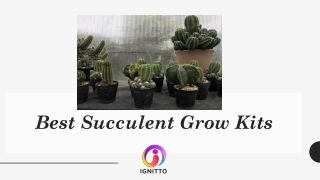 Best Succulent Grow Kits