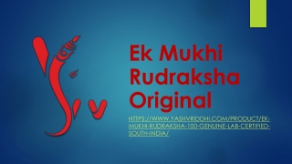 Ek Mukhi Rudraksha Original