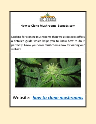 How to Clone Mushrooms | Bcseeds.com