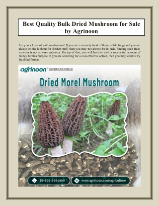 Best Quality Bulk Dried Mushroom for Sale by Agrinoon