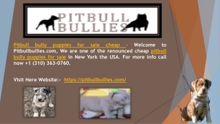 Pitbull bully puppies for sale cheap