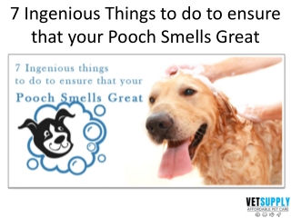 Tips to make your dog smell great | Dog Supplies | Pet Supplies | VetSupply