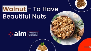 Walnut - To Have Beautiful Nuts