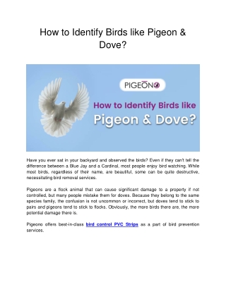 How to Identify Birds like Pigeon & Dove?