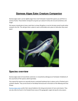 Siamese Algae Eater Creature Companion
