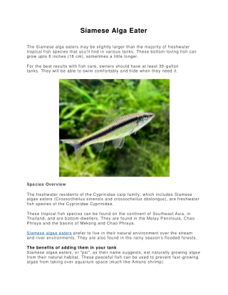 Siamese Alga Eater