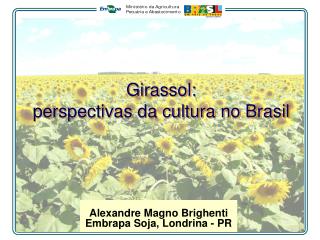 Girassol: perspectivas da cultura no Brasil