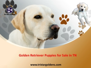 Golden Retriever Puppies for Sale in TN at TriStar Goldens