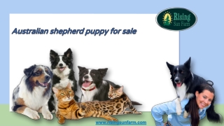 Australian Shepherd Puppy For Sale In Rising Sun Farm