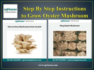 Step By Step Instructions to Grow Oyster Mushroom