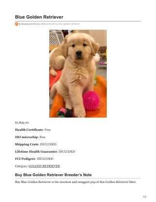 Blue Golden Retriever Puppy