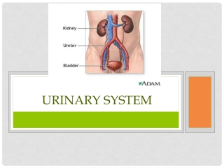 URINARY SYSTEM