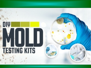 Professional Mold Testing