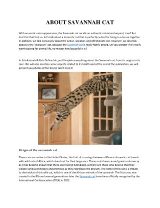 ABOUT SAVANNAH CAT
