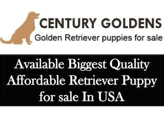 Golden Retriever puppy breeder