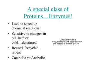 A special class of Proteins…Enzymes!