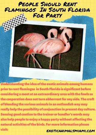 People Should Rent Flamingos  In South Florida For Party
