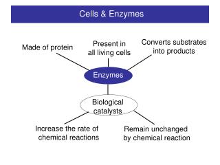 Cells & Enzymes