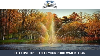 Effective Tips to Keep Your Pond Water Clean