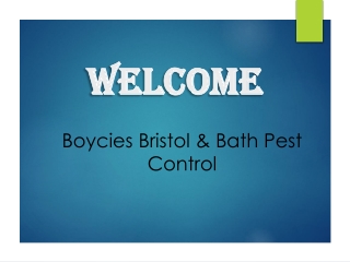 Expert in Pest Fumigation in Hanham