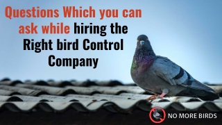 Questions Which you can ask while Hiring the Right bird Control Company