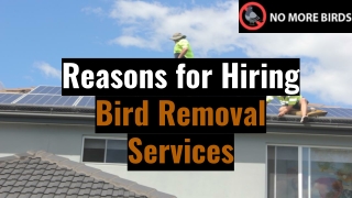 Reasons for Hiring Bird Removal Services