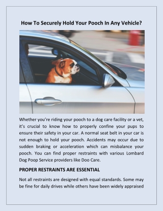 How to Securely Hold Your Pooch In Any Vehicle?
