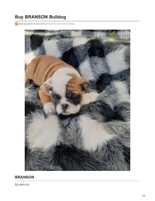BRANSON English Bulldog Puppy