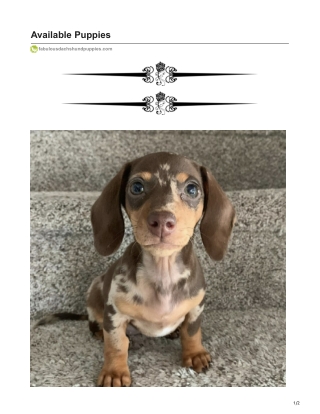 Buy Lius Puppy