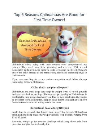 Top 6 Reasons Chihuahuas Are Good for First Time Owner!