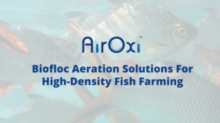 Biofloc Aeration Solutions For High-Density Fish Farming