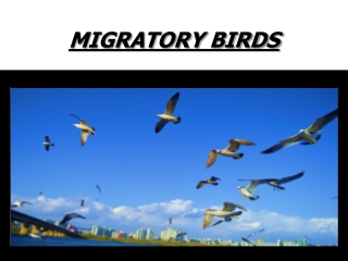 MIGRATORY bIRDS