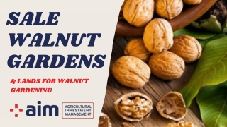 Sale Walnut Gardens and Lands for Walnut Gardening