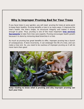Is Improper Tree Pruning Can Damage Your Trees?
