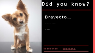 Bravecto For Dogs