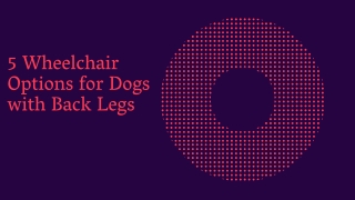 5 Wheelchair Options for Dogs with Back Legs