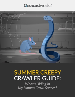 Summer Creepy Crawler Guide: What’s Hiding in My Home’s Crawl Space?