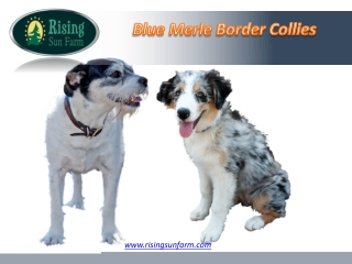 Blue Merle Border Collies | Rising Sun Farm