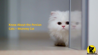 Buy Persian Cat Online in Chandigarh