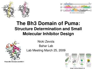 The Bh3 Domain of Puma: Structure Determination and Small Molecular Inhibitor Design