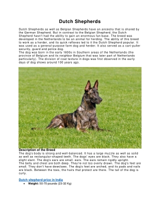 Dutch Shepherds