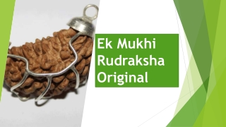 Ek Mukhi Rudraksha Original
