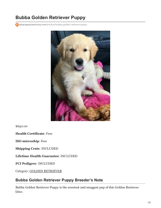 Bubba Golden Retriever Puppy
