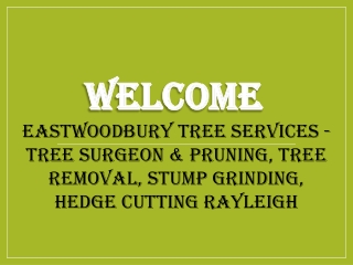 Best Stump Grinding in Rayleigh