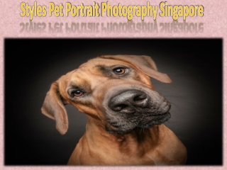 Styles Pet Portrait Photography Singapore
